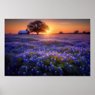 Bluebonnet Fält vid Sunset med Old Barn och Träd Poster
