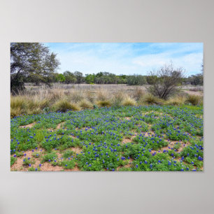 Bluebonnet Field, Austin, Texas Poster