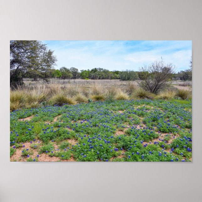 "Bluebonnet Field, Austin, Texas Poster (Framsidan)