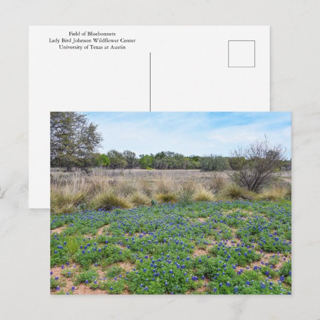 Bluebonnet Field, Austin, Texas Vykort (Fram/baksida)
