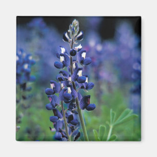 Bluebonnet Flower Texas Blommigt Blue Magnet