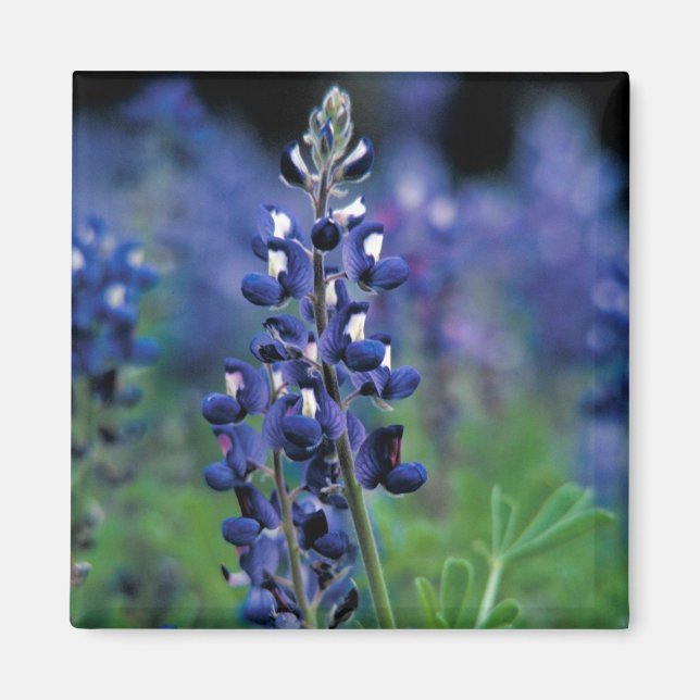 Bluebonnet Flower Texas Blommigt Blue Magnet (Framsidan)