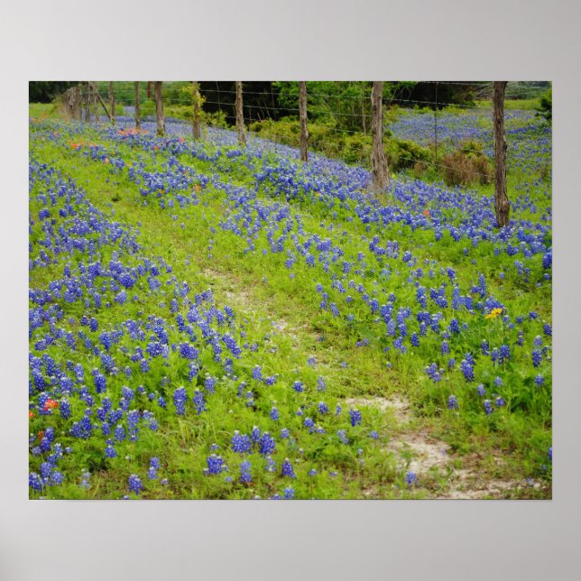Bluebonnet Land Road Poster (Framsidan)