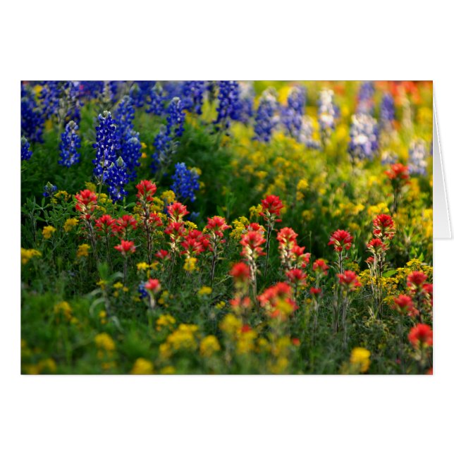 Bluebonnet landskap hälsningskort (Framsidan Horizontal)
