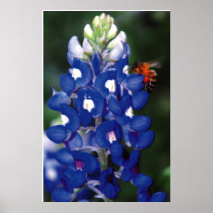 bluebonnet med biet poster