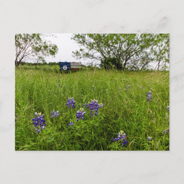 Bluebonnet Park, Ennis, Texas Vykort (Framsida)