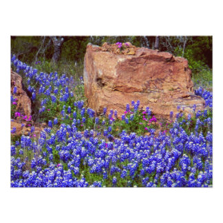 Bluebonnet Sten #2 Fototryck