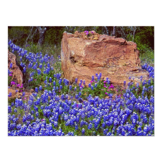 Bluebonnet Sten #2 Fototryck (Framsidan)
