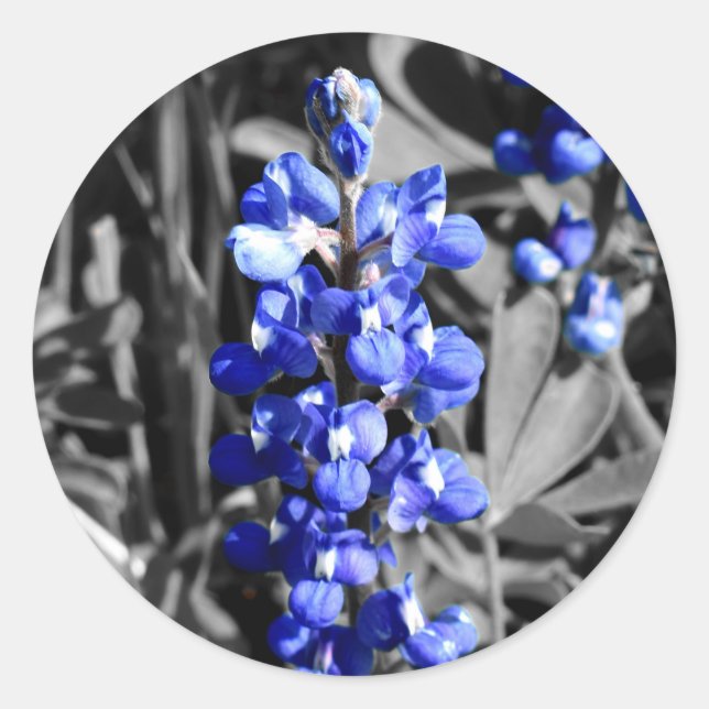 Bluebonnet Sticker Runt Klistermärke (Framsida)