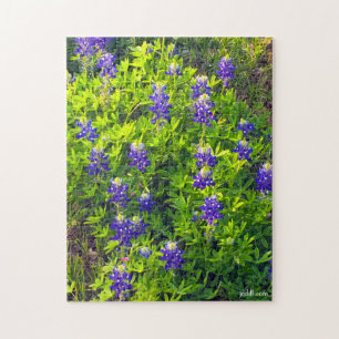 Bluebonnet Texas Flower Scenia Blommigt Photo Pussel