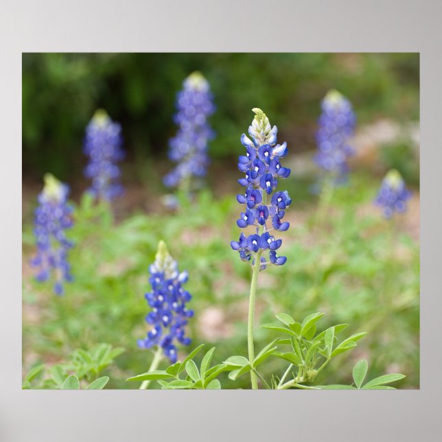 Bluebonnet Wildblommor Poster (Framsidan)