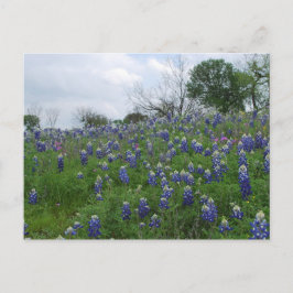 Bluebonnetbacke Vykort