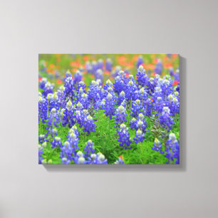 Bluebonnets av våren canvastryck