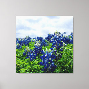 Bluebonnets Blåa blommor Texas Texan Blommigt Canvastryck