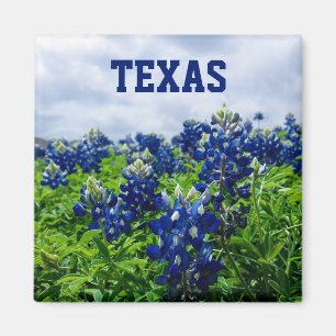 Bluebonnets Blåa blommor Texas Texan Blommigt Magnet
