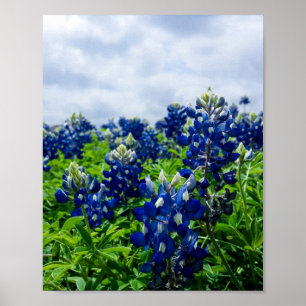 Bluebonnets Blåa blommor Texas Texan Blommigt Poster