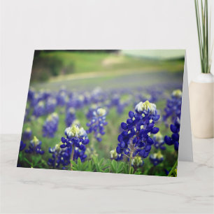 Bluebonnets Blåa blommor Texas Texan Blommigt Tack Kort