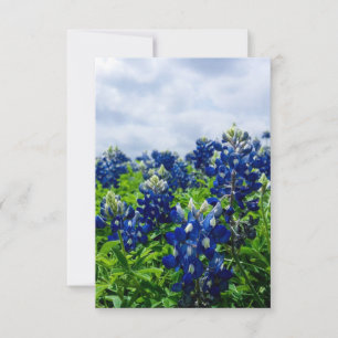 Bluebonnets Blåa blommor Texas Texan Blommigt Tack Kort