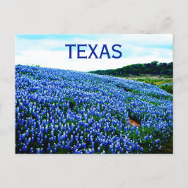 Bluebonnets Blåa blommor Texas Texan Blommigt Vykort