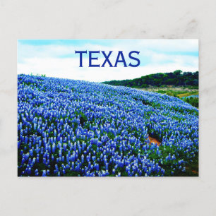Bluebonnets Blåa blommor Texas Texan Blommigt Vykort