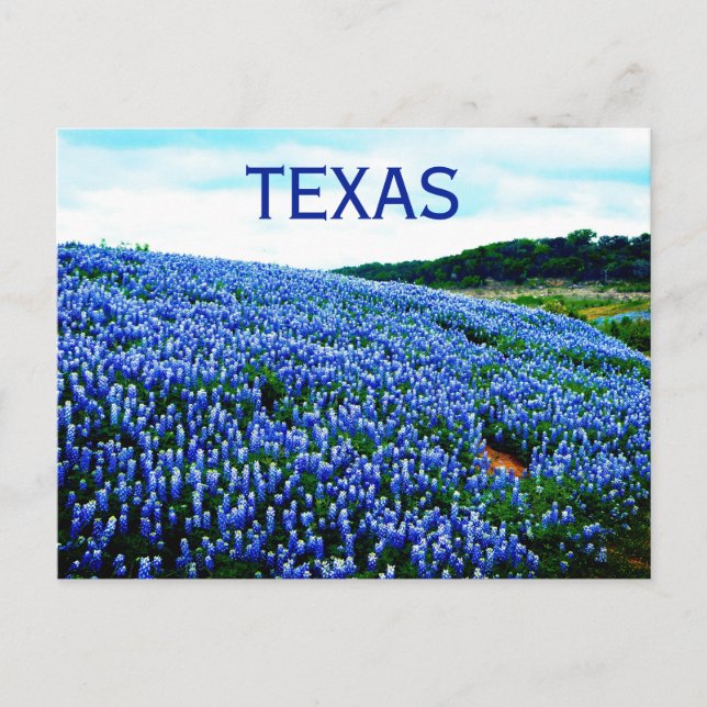 Bluebonnets Blåa blommor Texas Texan Blommigt Vykort (Framsida)