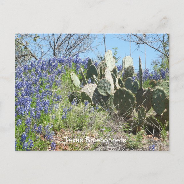 Bluebonnets & Cactus vykort (Framsida)