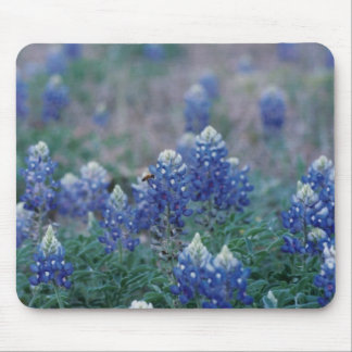 Bluebonnets Musmatta