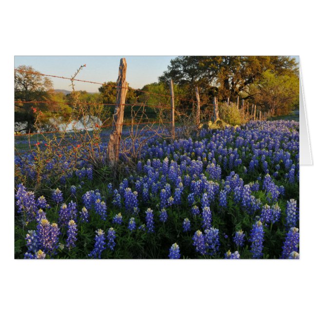 Bluebonnets och förse med en hulling - binda hälsningskort (Framsidan Horizontal)