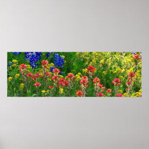 Bluebonnets och indisk Paintbrush - Panaoramic Poster