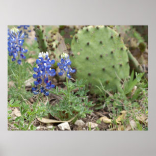 Bluebonnets och Prickly Pear Poster