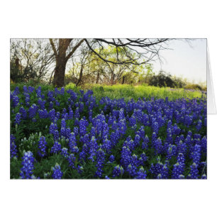Bluebonnets på aftonen hälsningskort
