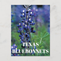 Bluebonnets Texas State Flower Blue Blommigt Lupin
