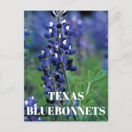 Bluebonnets Texas State Flower Blue Blommigt Lupin Vykort