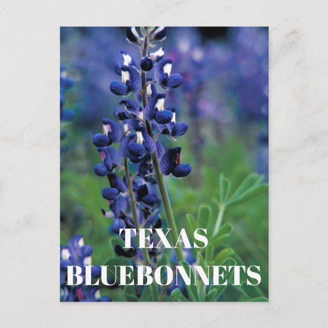 Bluebonnets Texas State Flower Blue Blommigt Lupin Vykort (Framsida)