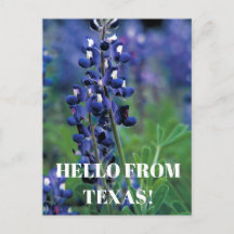 Bluebonnets Texas State Flower Blue Blommigt Lupin