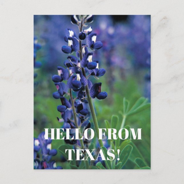 Bluebonnets Texas State Flower Blue Blommigt Lupin Vykort (Framsida)