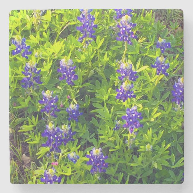 Bluebonnets Texas State Flower Wildblommor Photo Stenunderlägg (Framsidan)