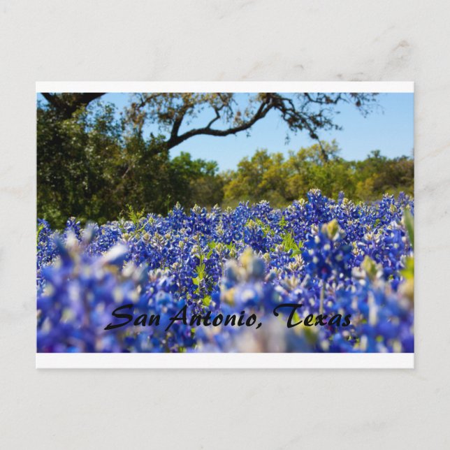 Bluebonnets Vykort (Framsida)