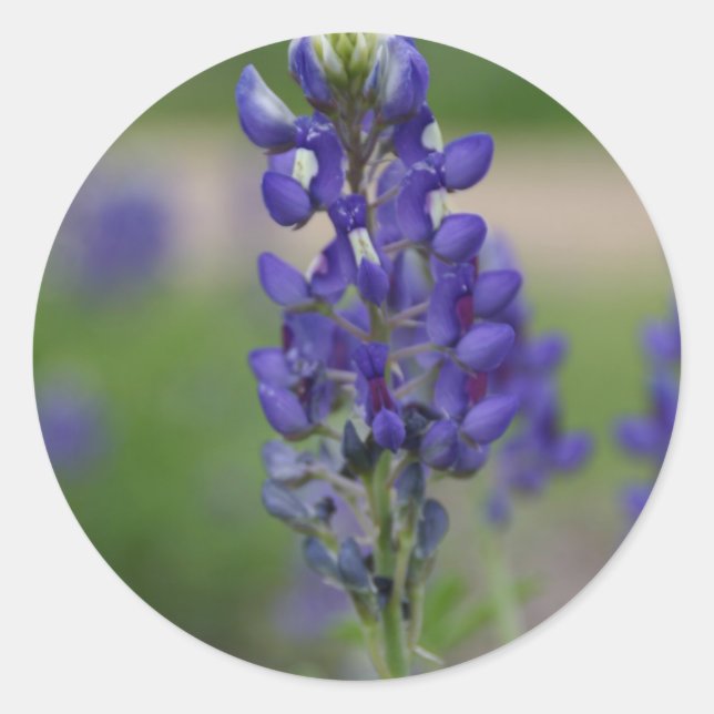 BlueBonnett Runt Klistermärke (Framsida)