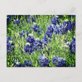 Bluebonnetvykort Vykort