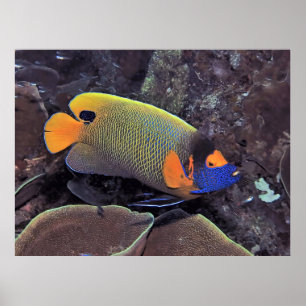 Blueface Angelfish Poster