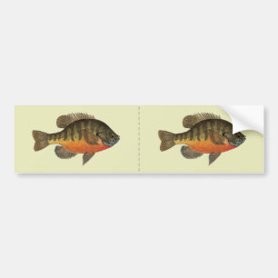 Bluegill Bream Bildekal