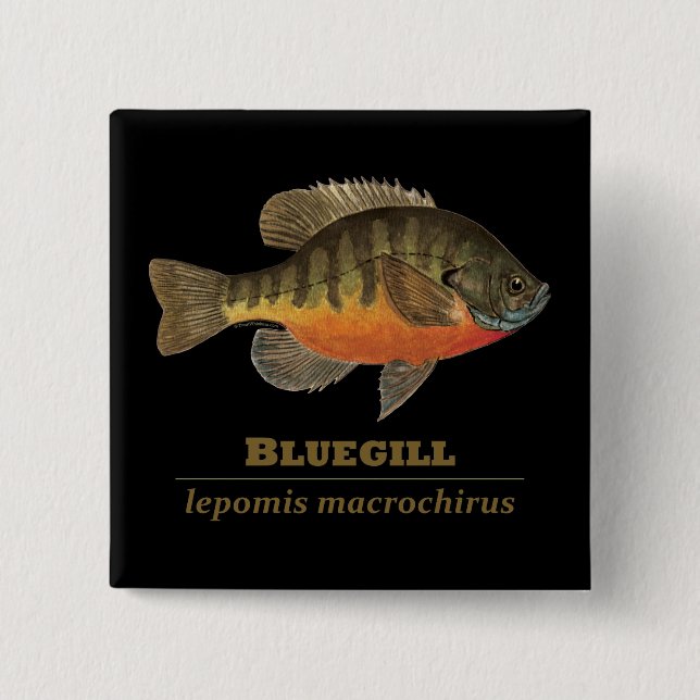 Bluegill Bream Fishing Knapp (Framsida)