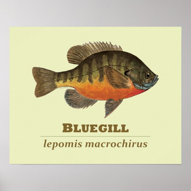 Bluegill Bream Fishing Poster (Framsidan)
