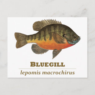 Bluegill Bream Fishing Vykort