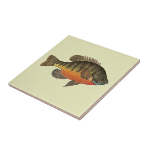 Bluegill Bream Kakelplatta