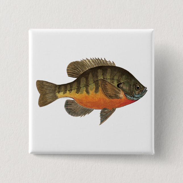 Bluegill Bream Knapp (Framsida)