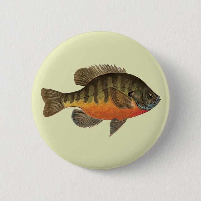 Bluegill Bream Knapp (Framsida)