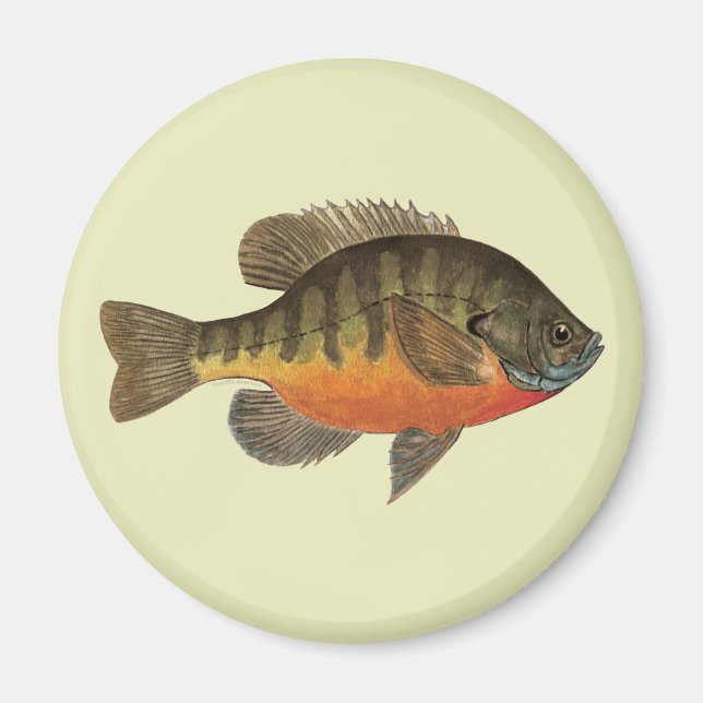 Bluegill Bream Magnet (Framsidan)