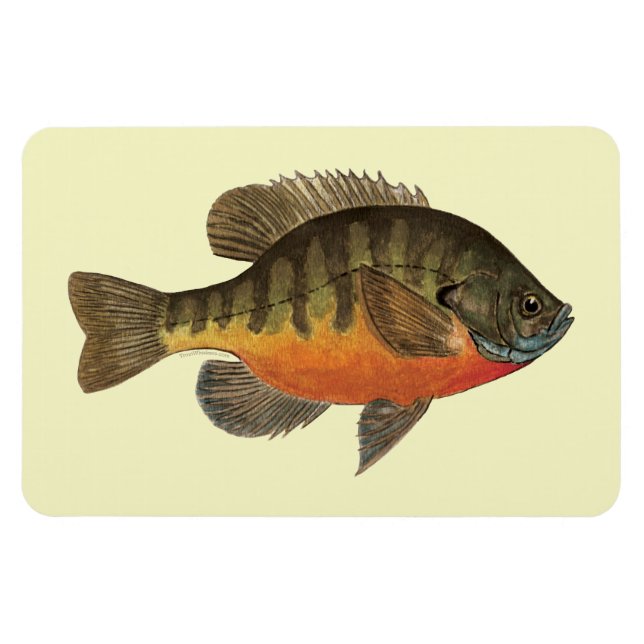 Bluegill Bream Magnet (Horisontell)